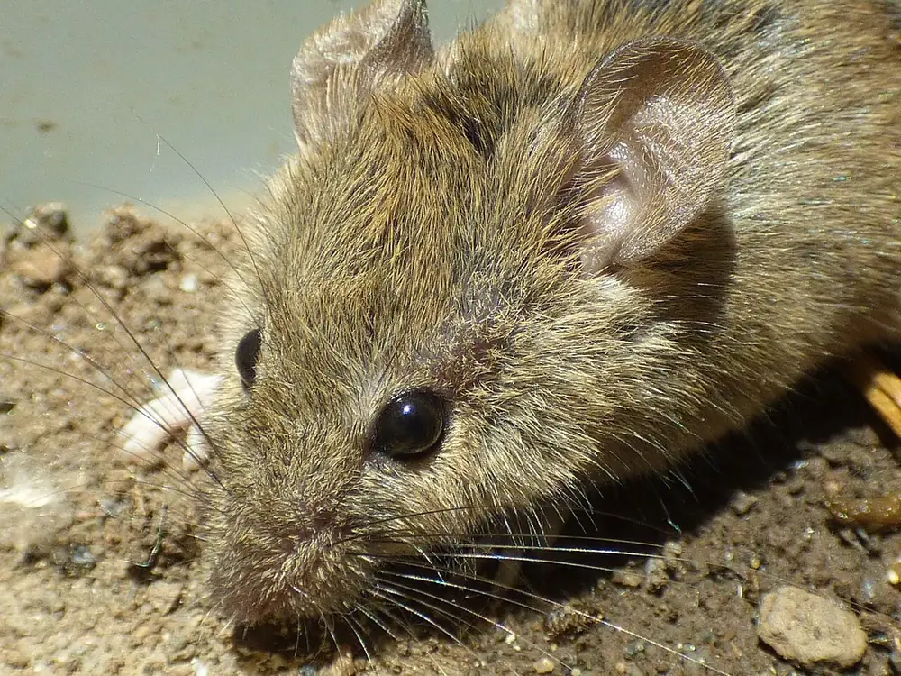 A brown house mouse up close