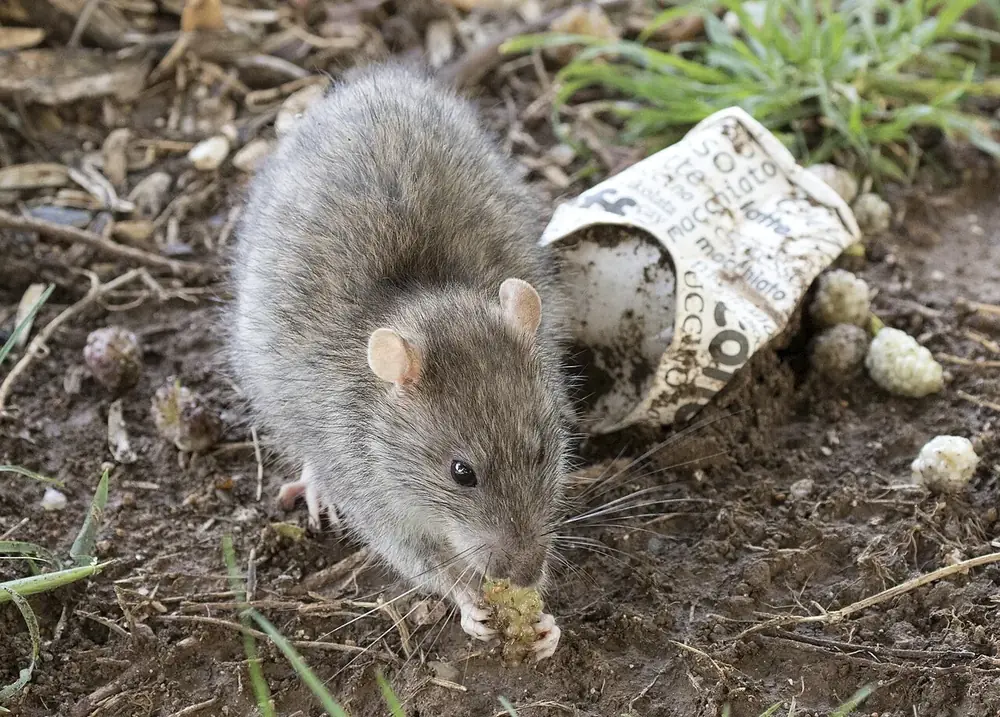 A Norway rat on bare ground